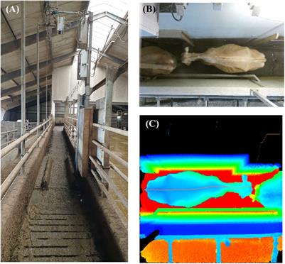 Supervised learning techniques for dairy cattle body weight prediction from 3D digital images